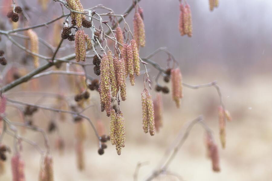 Catkins In Fog Photograph by Sue Capuano Catkins In Fog Photograph by Sue Capuano
