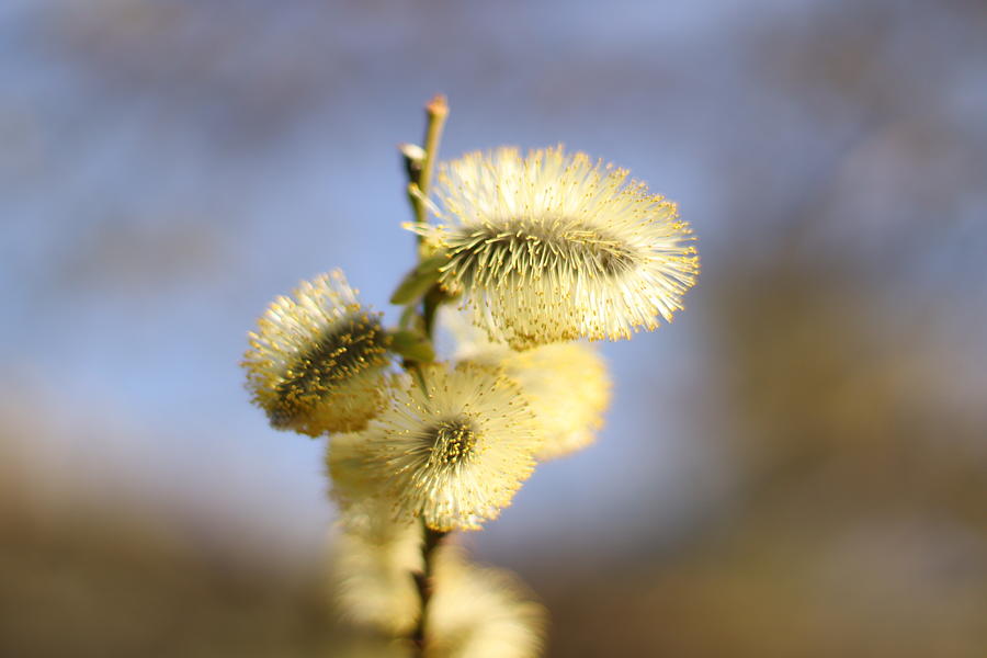 Catkins in Spring Photograph by Sannel Larson