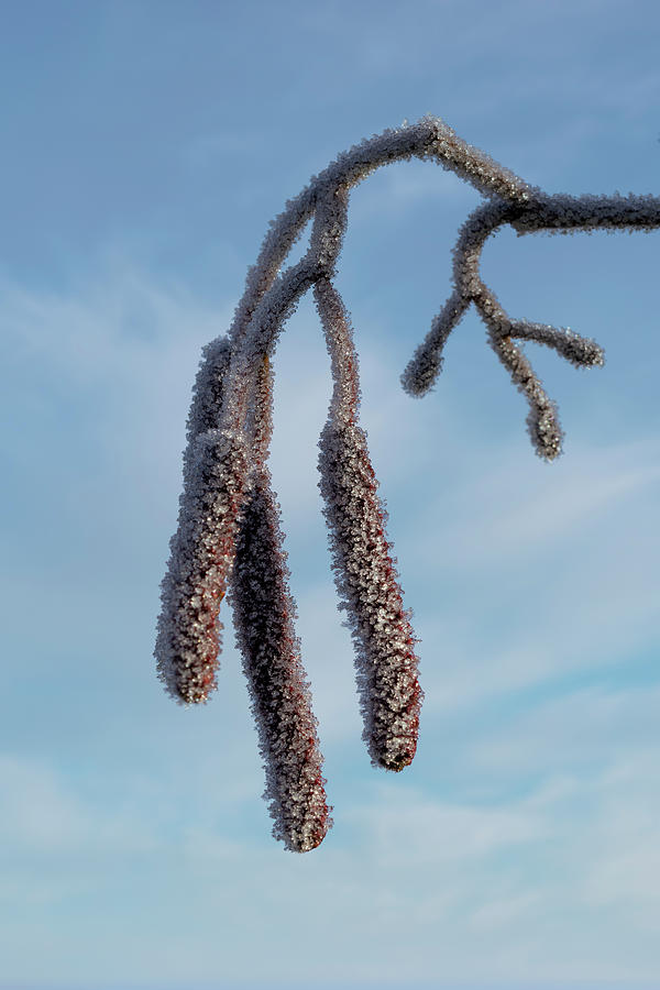 Catkins in winter  Photograph by Steev Stamford