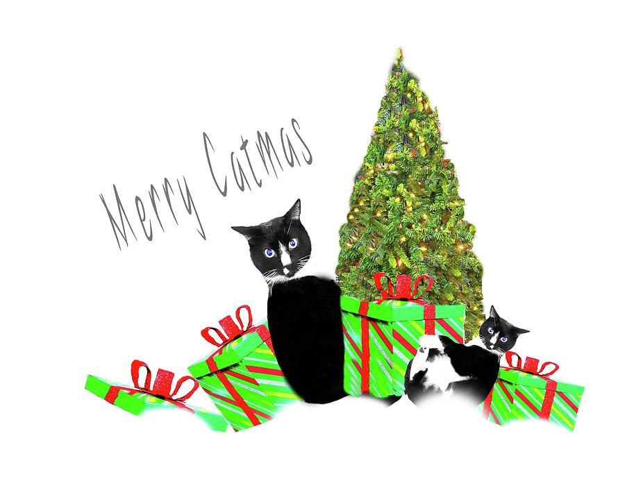 Catmas #2 Photograph by Diana Angstadt