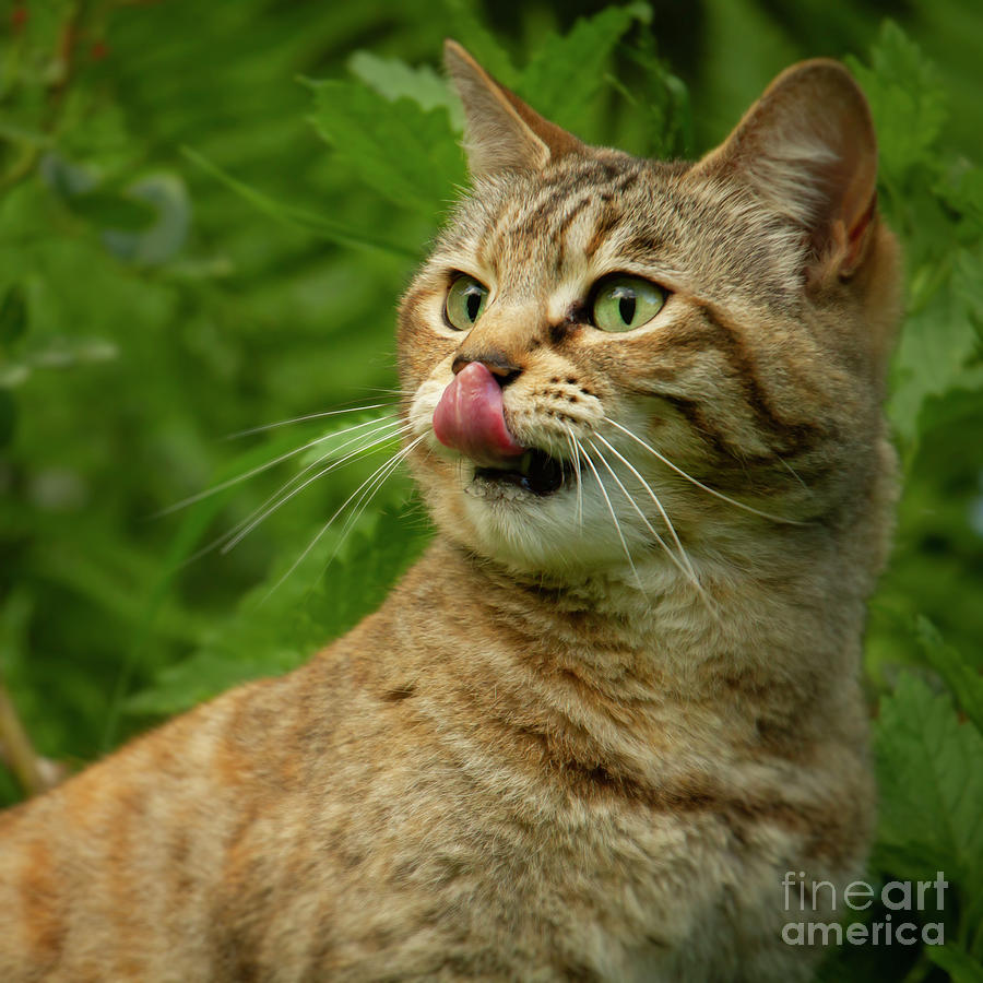 Catnip cat Photograph by Ang El