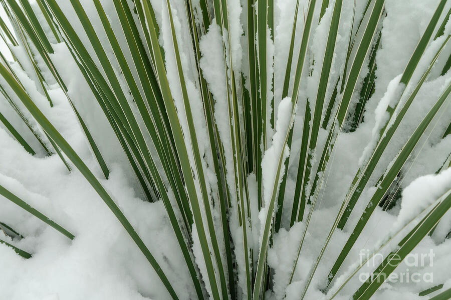 Winter Photograph - Snow-covered Yucca by Maresa Pryor-Luzier