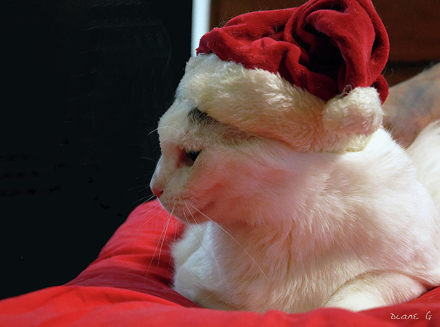 Cats at Christmas Photograph by Diane Giurco