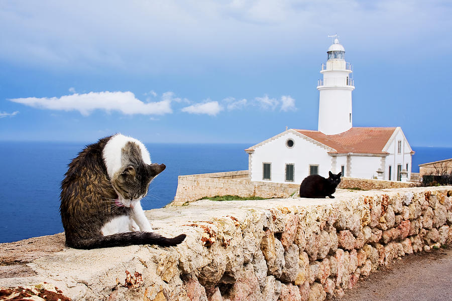 Cats at the Lighthouse Photograph by Geoffrey Gilson Photography