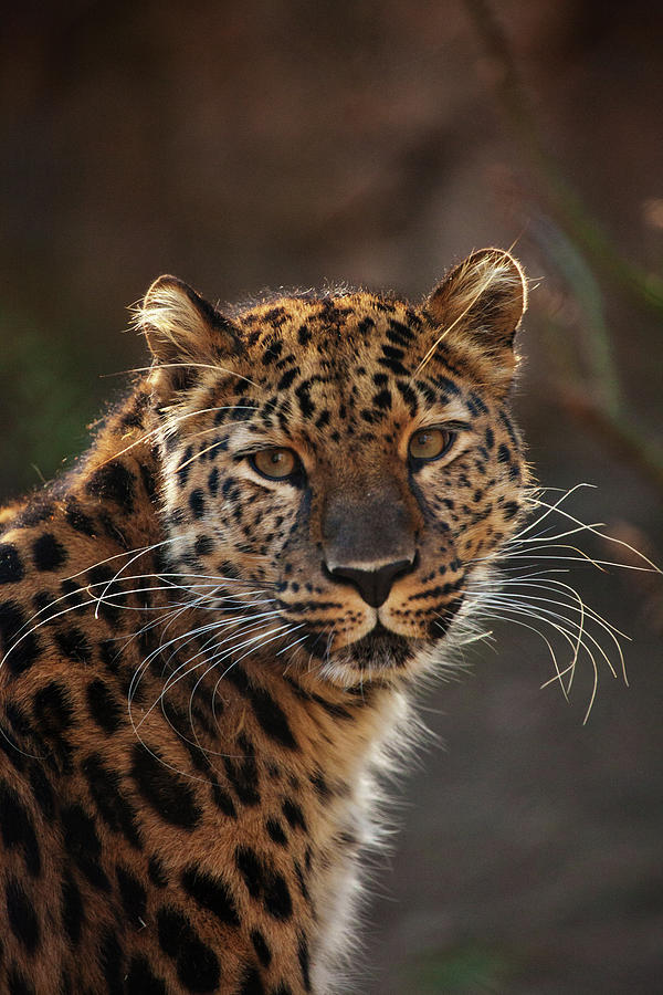 Cats Beauty The Amur Leopard Photograph