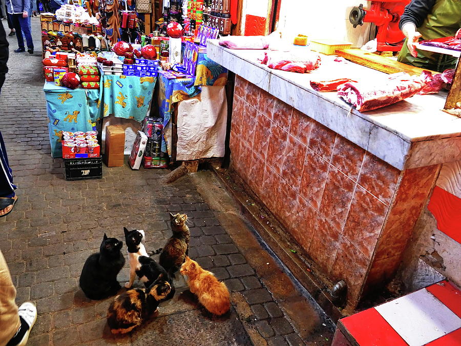 Cat Photograph - Cats Begging in Fez by Brad Fike
