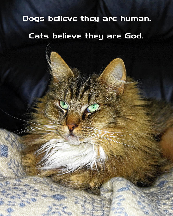 Cats Believe Theyre God Photograph by Sally Weigand