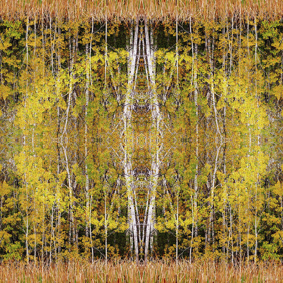 Cats Eye in the Aspen Grove Photograph by Peter Herman