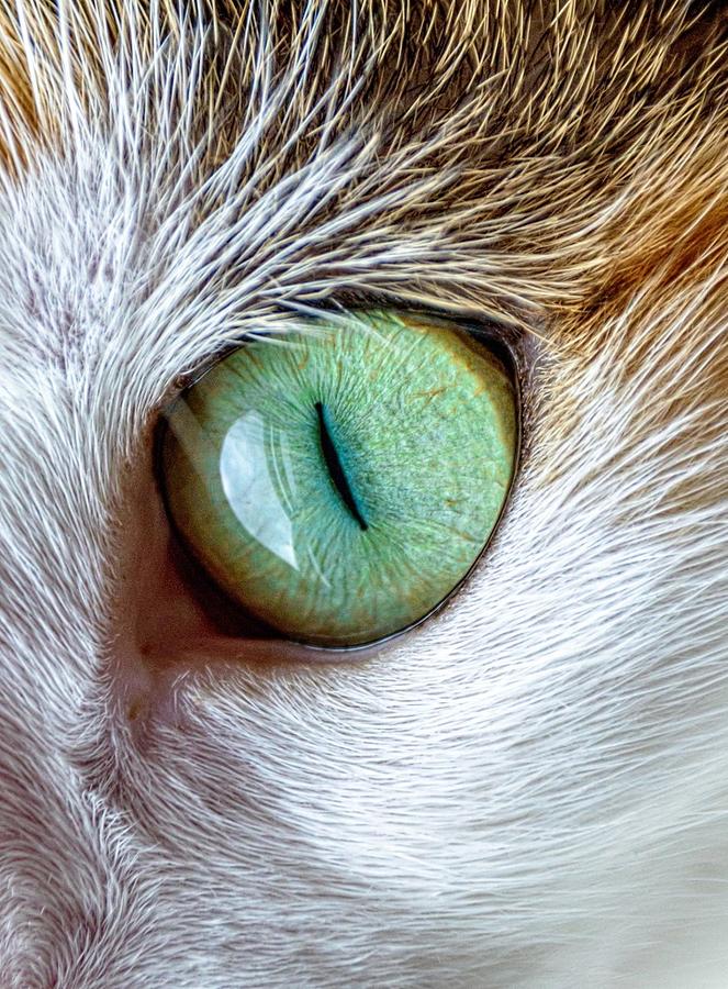 Cat Painting - Cats Eye U2 by Les Classics