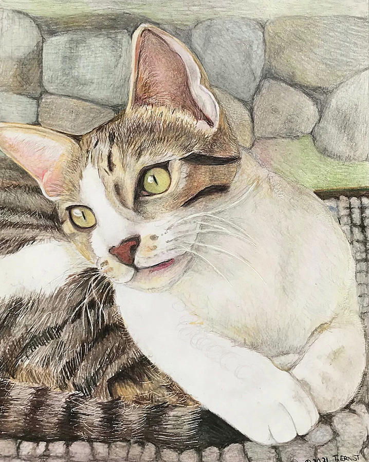 Cats eyes Drawing by Tim Ernst