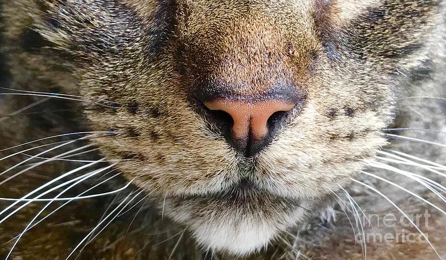 A cats face Photograph by Patricia Hofmeester