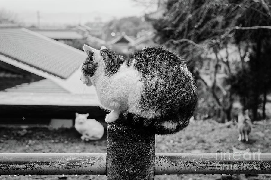 Cats in Kyoto Photograph by Dean Harte