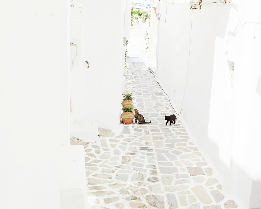 Cats in Whitewashed Alley Photograph by Lupen Grainne