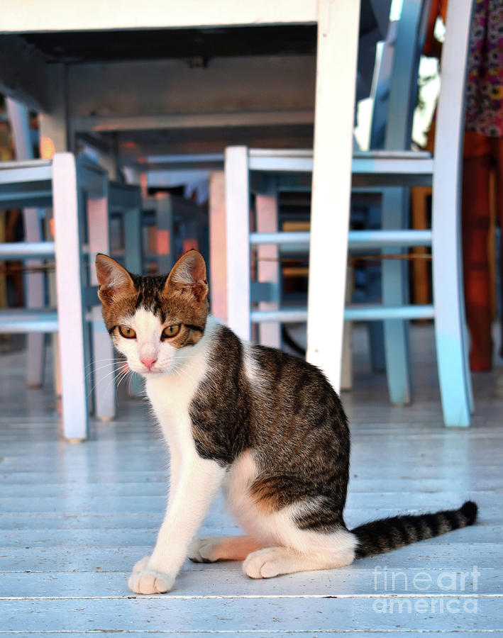 Cats of Greece  Photograph by Leonida Arte