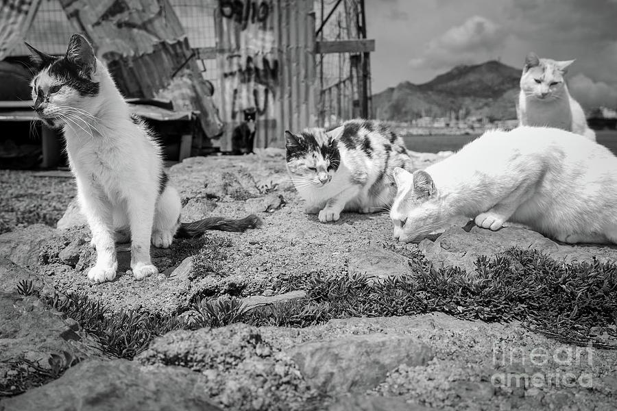 Cats of Palermo Photograph by Marie Schleich