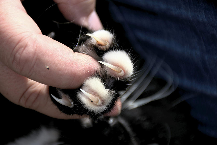 Cats Paw Photograph by Christopher Mercer