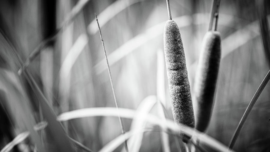 Cats Tail Reed Photograph by Mike Fusaro