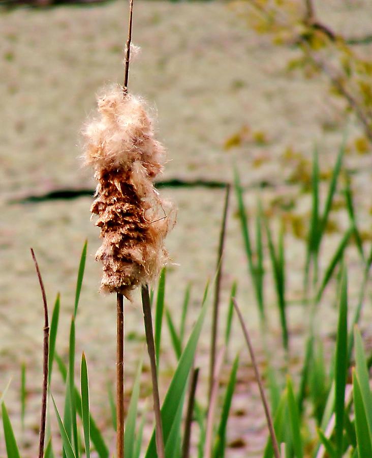 Cats tail Weed  Photograph by Stacie Siemsen
