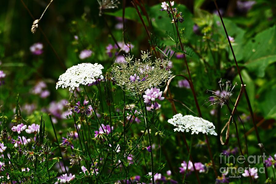 Catskills Summer Flora Photograph by Sarah Loft