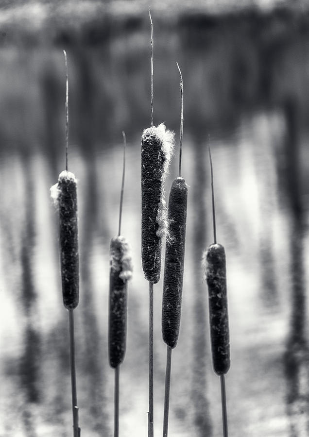 Cattail Photograph by Cate Franklyn