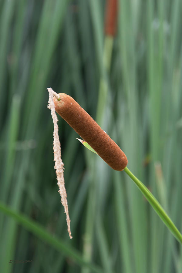 Cattail Close Up Photograph by Pamela Williams
