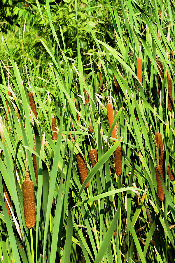 Cattail Crop Photograph by Ed Peterson