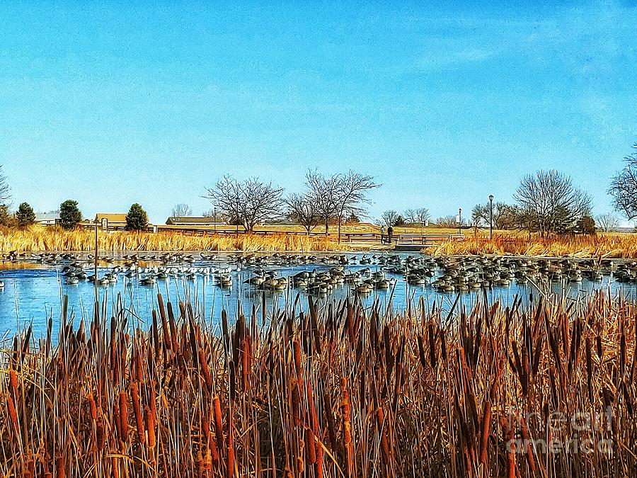 Canadian Geese At Cattail Crossing Pond Photograph