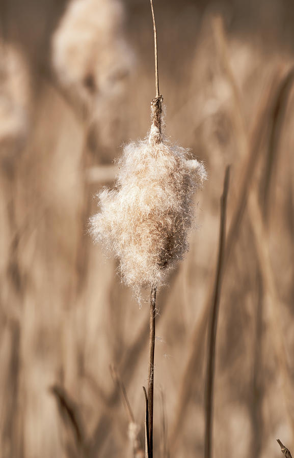 Cattail Fluff Photograph by Rose Guinther