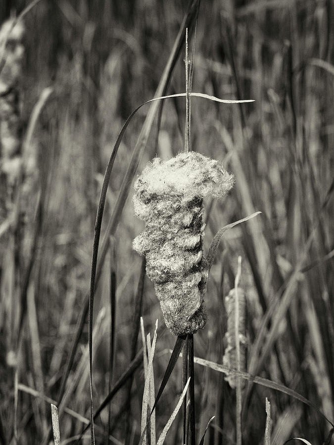 Cattail in bloom Photograph by Charles Floyd