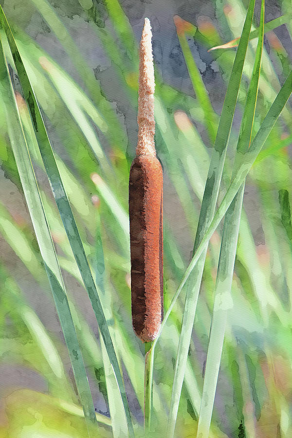 Cattail Digital Art by James MacKelly - Fine Art America