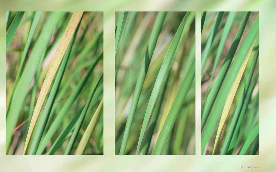 Abstract Photograph - Cattail leaves by Phil And Karen Rispin