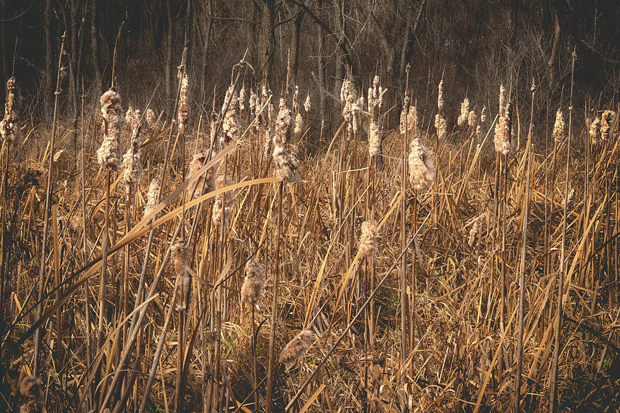 Black Photograph - Cattail Love by Carl Simmerman Black Photograph - Cattail Love by Carl Simmerman