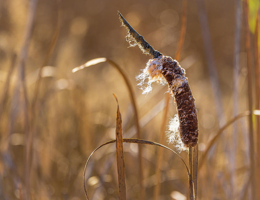 Cattail Photograph by Mark Mille
