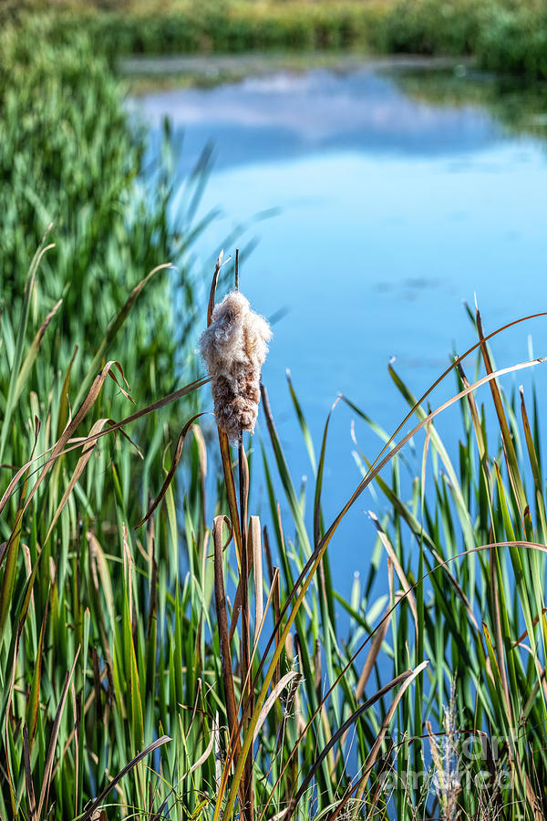 Cattail Pond Photograph by Pamela Dunn-Parrish
