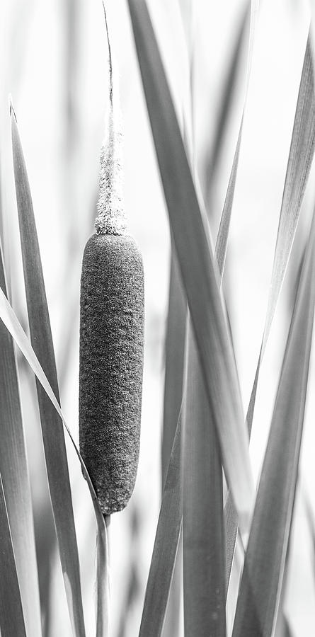 Cattail Reed Seed Photograph by Mike Fusaro