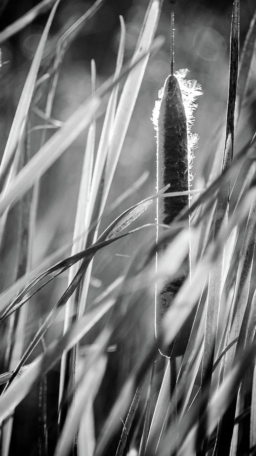 Cattail Reeds Back Lit Photograph by Mike Fusaro