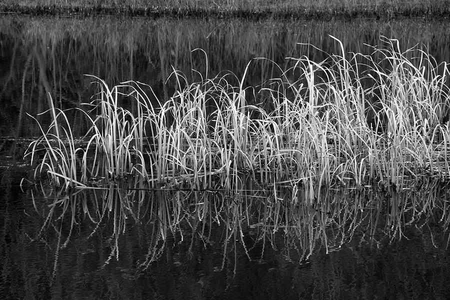 Cattail Reflections Photograph