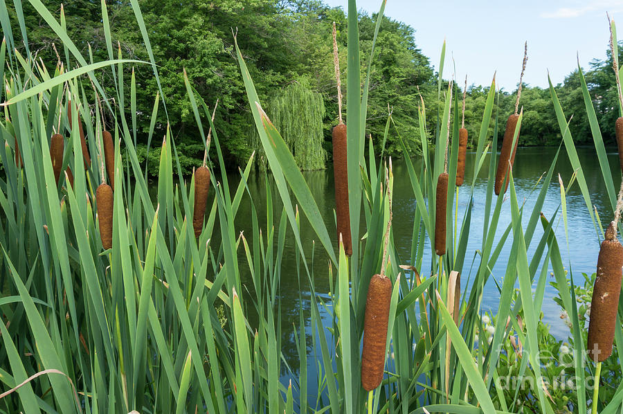 Cattails and buttonbush along a pond at Kentlands in Gaithersbur Photograph by William Kuta
