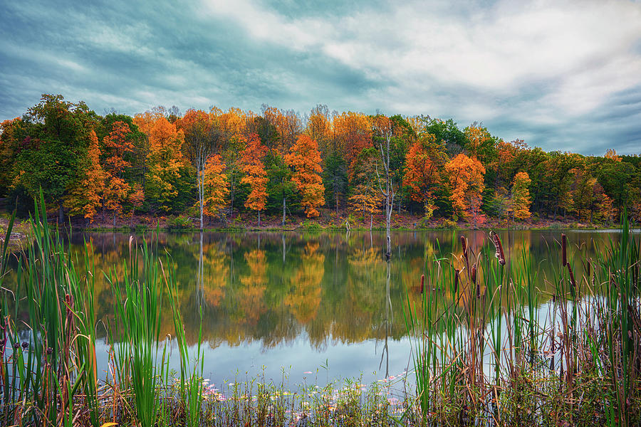 Cattails and Fall Leaves Photograph by Larry Helms