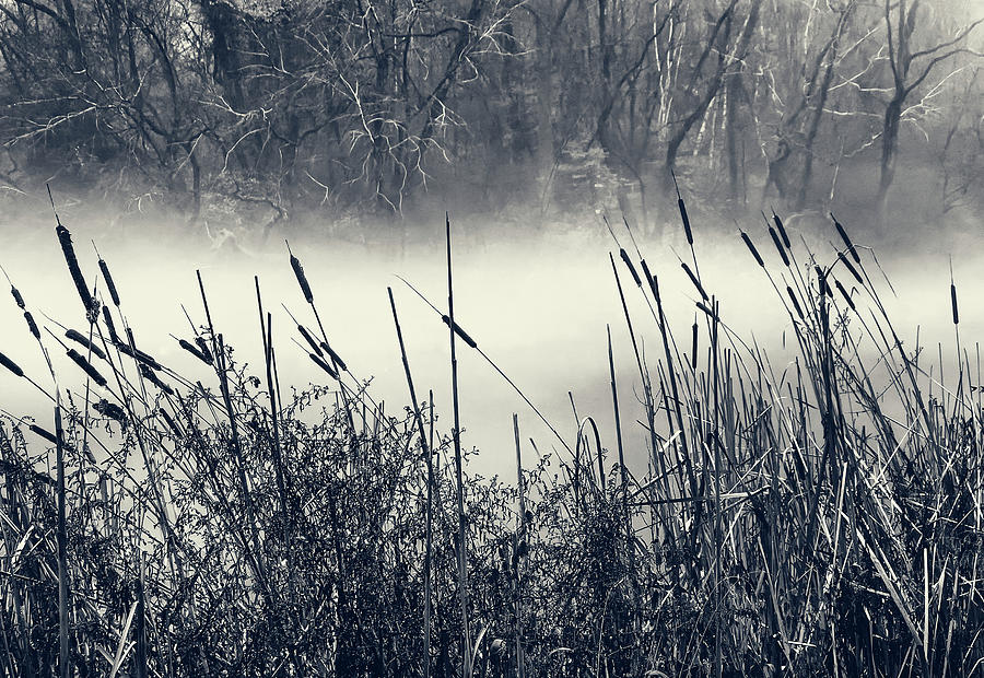 Cattails and Fog Photograph by Cate Franklyn