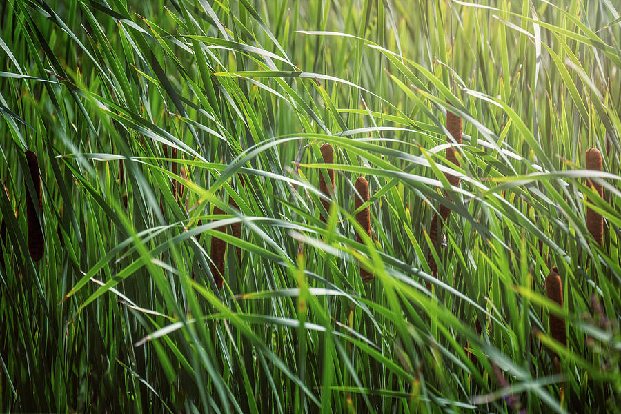 Cattails and Reeds Photograph by Scott Norris - Fine Art America
