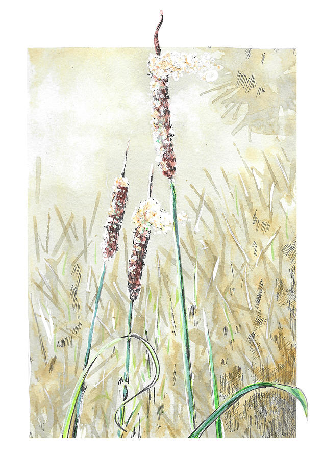 Cattails at Caw Caw Preserve.  Painting by Thomas Hamm