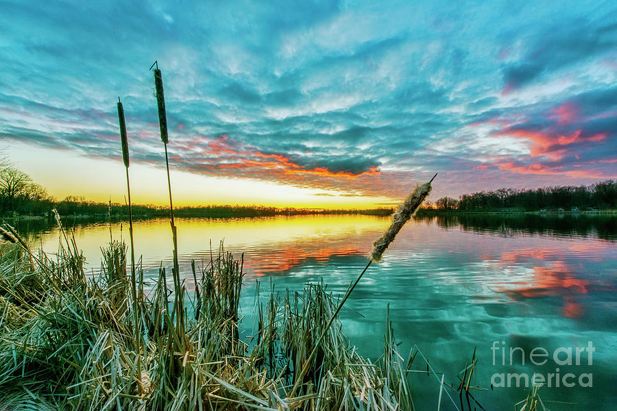 Cattails at Sunset at Quiet Lake Photograph by David Arment