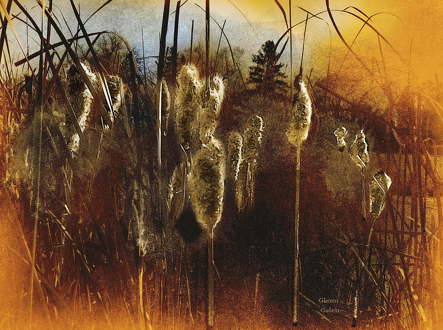 Cattails At Sunset Mixed Media by Glenn Galen