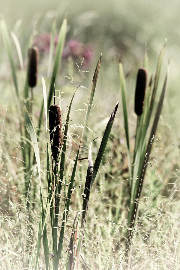 Cattails Photograph by Christina Rollo