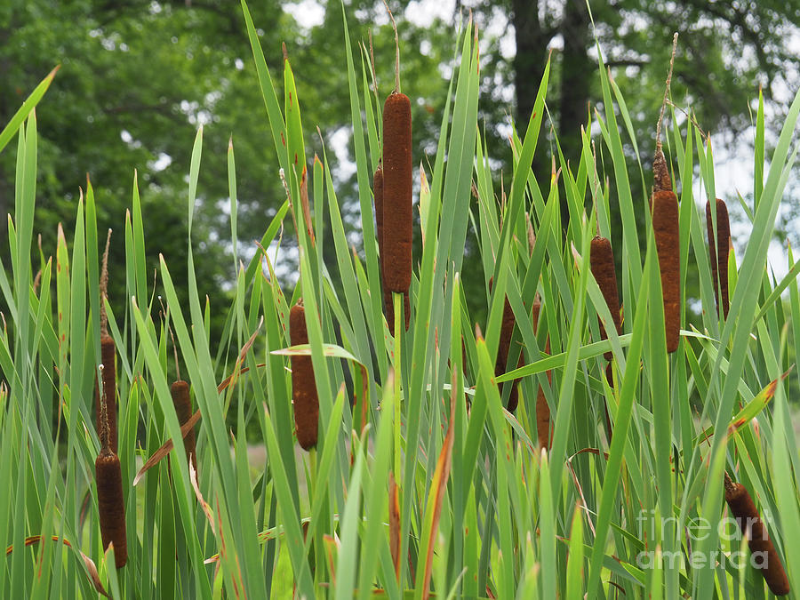 Cattails Photograph by Ginger Repke