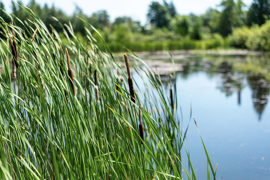 Cattails in A Gentle Breeze Photograph by Tom Cochran
