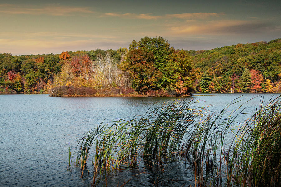 Cattails in Autumn on Hall Lake Photograph by Randall Nyhof