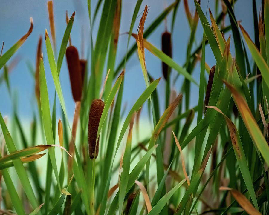 Cattails in Nature Photograph by Robyn Webster - Fine Art America