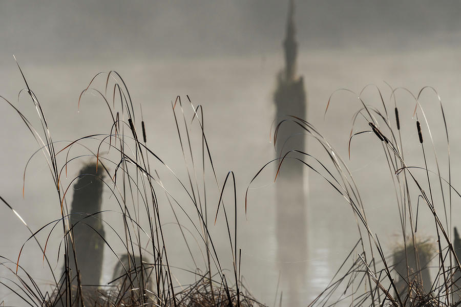 Cattails in the Mist Photograph by Robert Potts